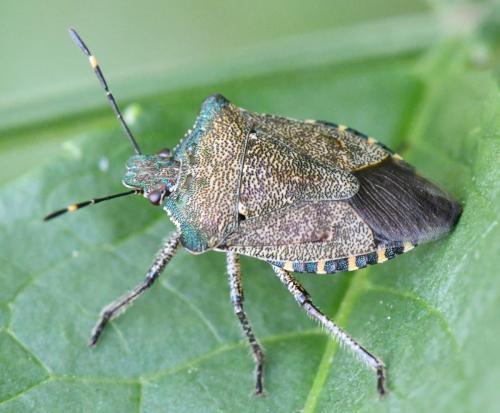 Troilus luridus